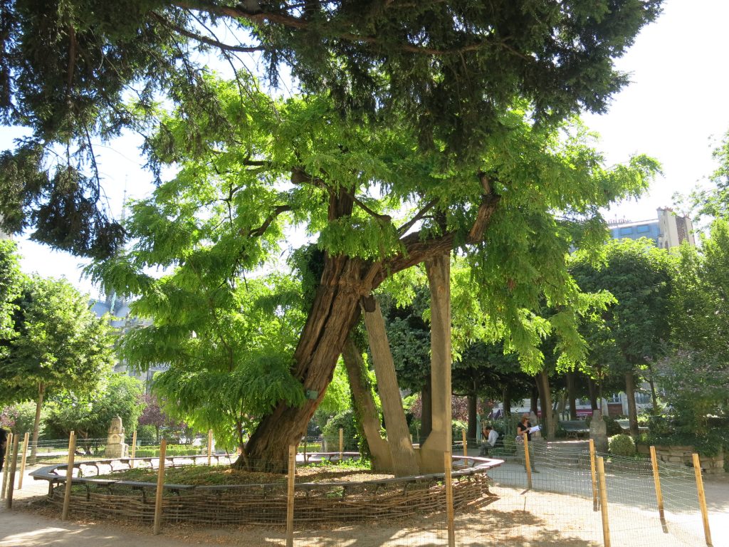 Le plus vieil arbre de Paris