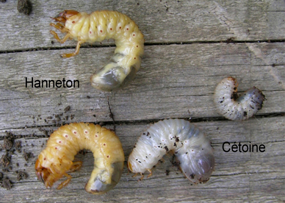 Comment distinguer les larves de Hanneton des larves de cétoine