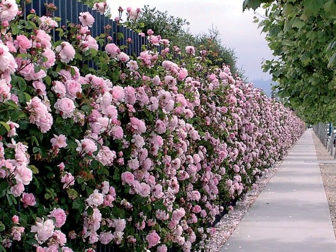  Le rosier de Californie engendre une nombre record de fleurs
